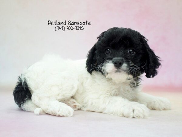 Cavachon-DOG-Male-Tri-23673-Dream Tails Sarasota, Florida