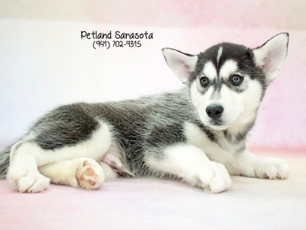 Siberian Husky — adopted from Dreamtails