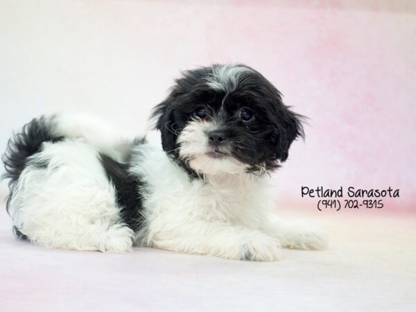Teddy Bear — adopted from Dreamtails