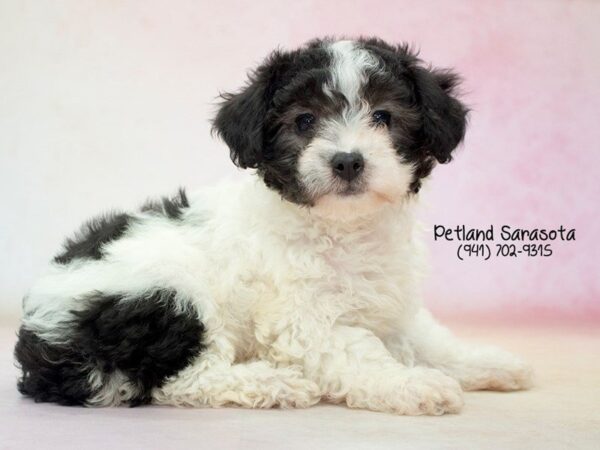 Miniature Poodle — adopted from Dreamtails