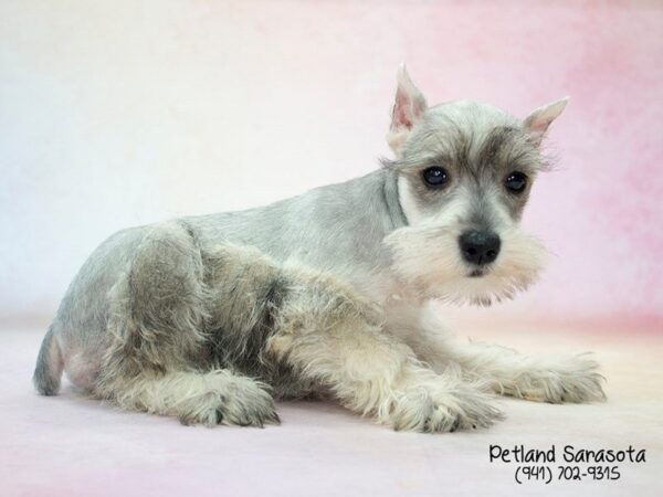 Miniature Schnauzer — adopted from Dreamtails