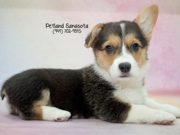 Pembroke Welsh Corgi — adopted from Dreamtails