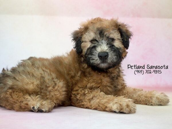 Soft Coated Wheaten Terrier — adopted from Dreamtails