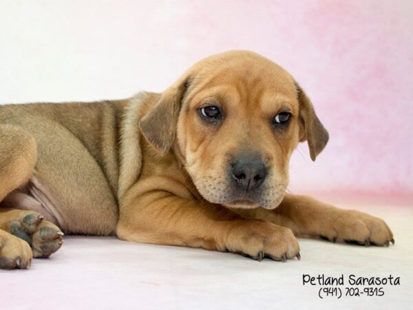 Miniature Walrus-DOG-Male-br sbl-23691-Dream Tails Sarasota, Florida