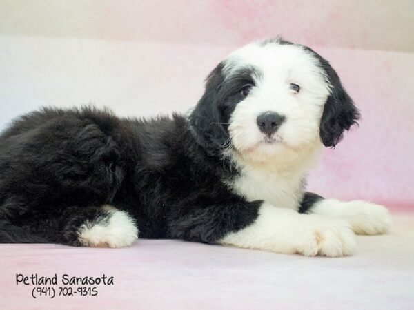Bernese Sheepdog — adopted from Dreamtails