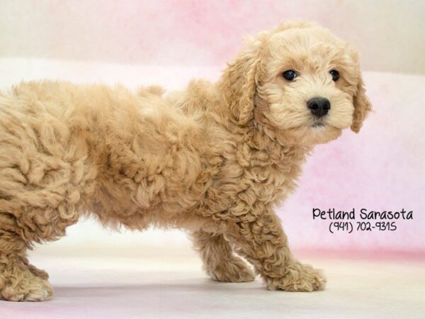 Miniature Goldendoodle 2nd Gen — adopted from Dreamtails