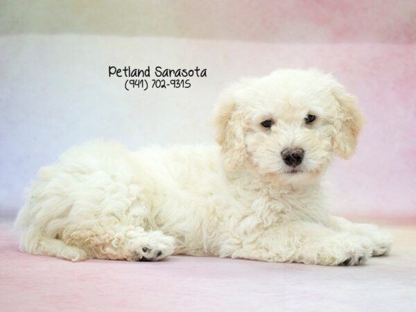 Miniature Goldendoodle 2nd Gen-DOG-Male-Cream-23695-Dream Tails Sarasota, Florida
