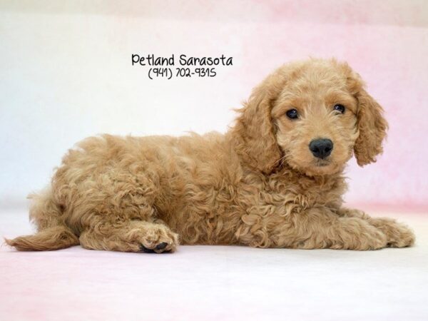 Miniature Goldendoodle 2nd Gen — adopted from Dreamtails