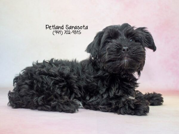 Yorkiepoo — adopted from Dreamtails