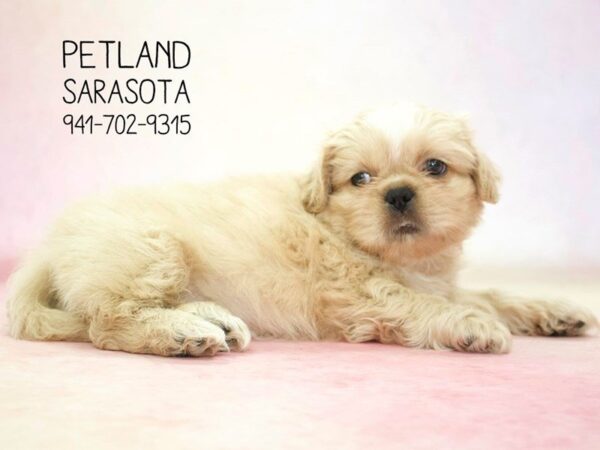 Shih Tzu — adopted from Dreamtails