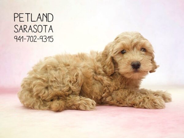 Miniature Goldendoodle 2nd Gen — adopted from Dreamtails