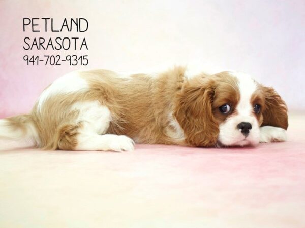 Cavalier King Charles Spaniel — adopted from Dreamtails