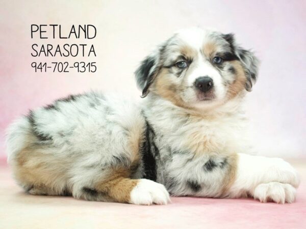 Miniature Australian Shepherd — adopted from Dreamtails