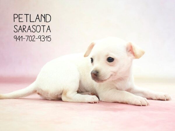 Chihuahua — adopted from Dreamtails