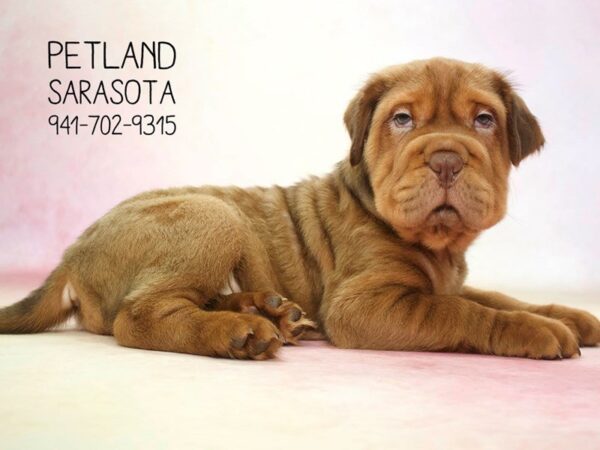 Miniature Hippo-DOG-Male-Chocolate-23707-Dream Tails Sarasota, Florida