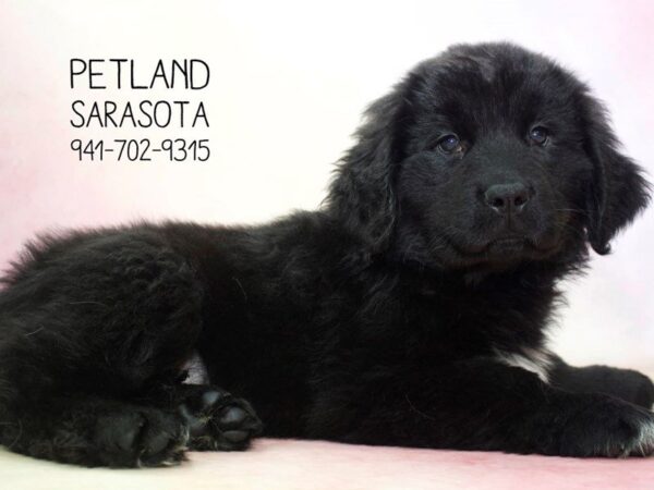 Newfoundland — adopted from Dreamtails