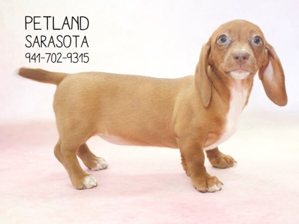 Dachshund — adopted from Dreamtails