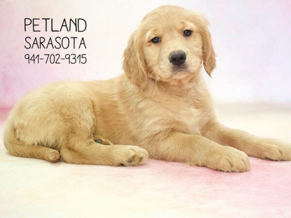 Golden Retriever — adopted from Dreamtails