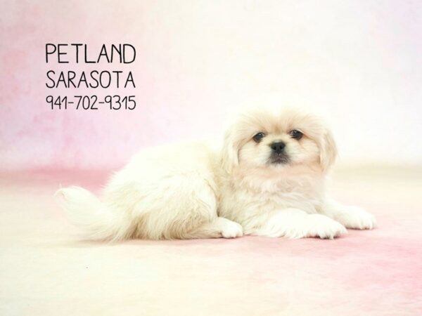 Pekingese — adopted from Dreamtails