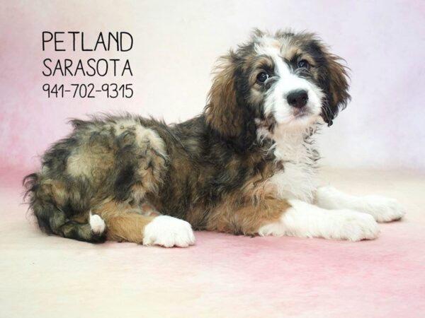 Bernerdoodle — adopted from Dreamtails