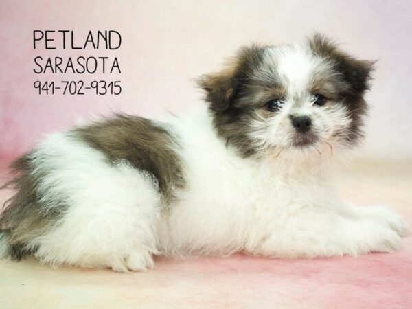 PomShi-DOG-Male-Red White / Sable-23716-Dream Tails Sarasota, Florida