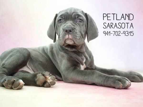 Neapolitan Mastiff — adopted from Dreamtails