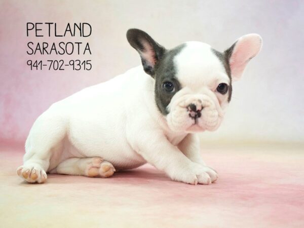 French Bulldog — adopted from Dreamtails