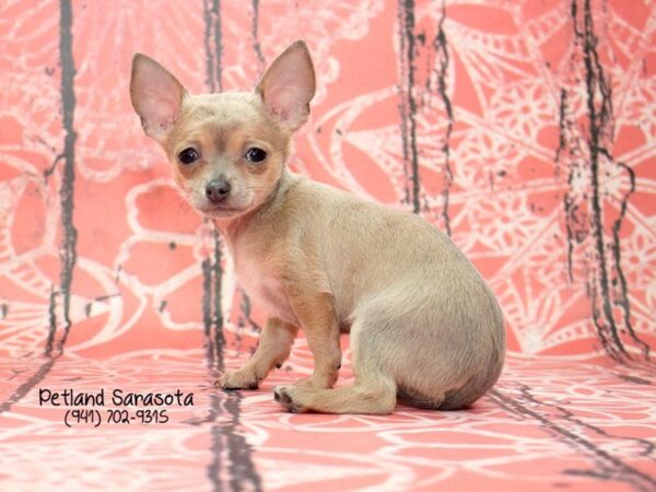 Chihuahua-DOG-Male-BL FN-23720-Dream Tails Sarasota, Florida