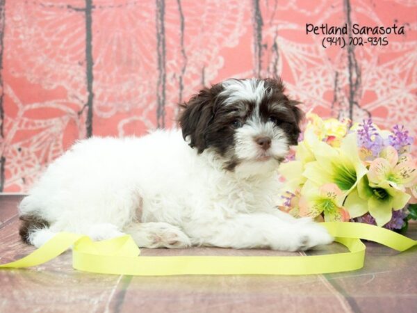Havanese — adopted from Dreamtails