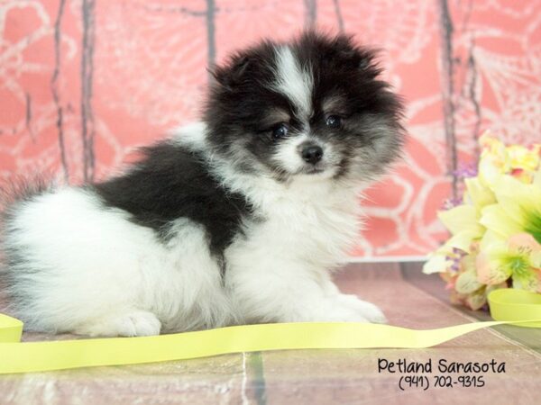 Pomeranian — adopted from Dreamtails