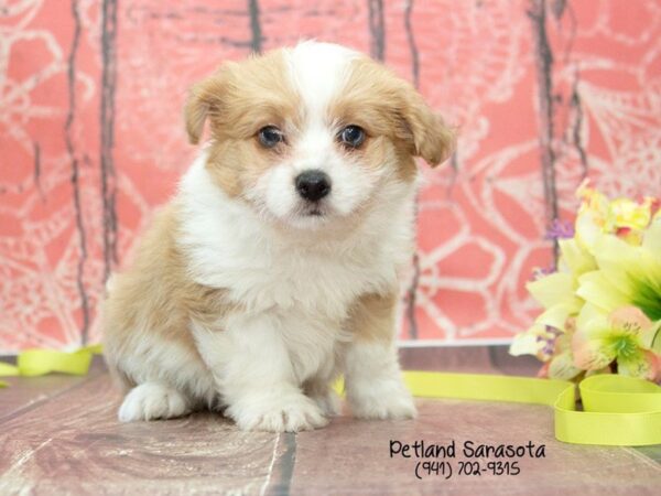 Aussie Chon — adopted from Dreamtails