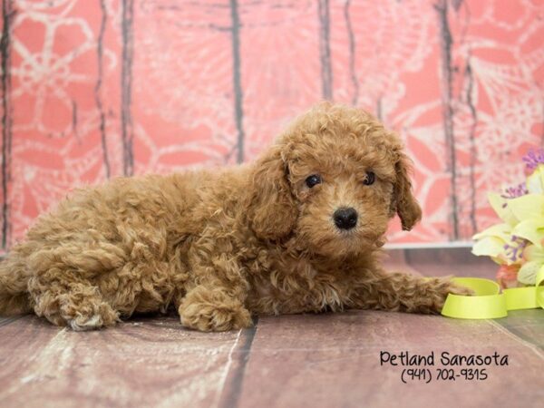 Miniature Poodle — adopted from Dreamtails