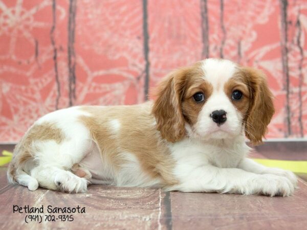 Cavalier King Charles Spaniel — adopted from Dreamtails