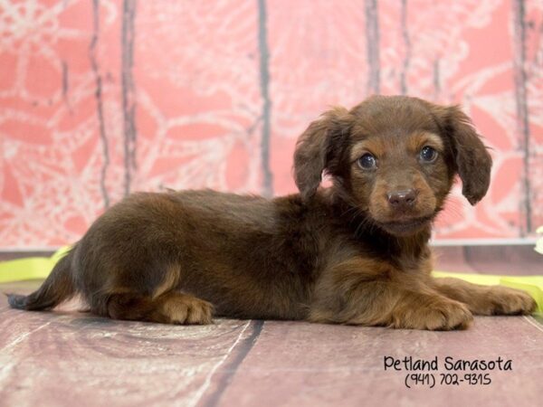 Dachshund — adopted from Dreamtails