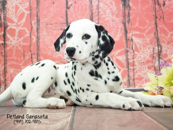 Dalmatian — adopted from Dreamtails