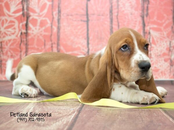 Basset Hound — adopted from Dreamtails