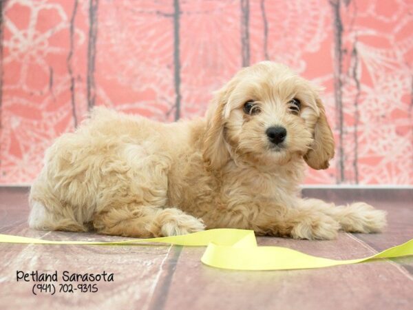 Cavapoo — adopted from Dreamtails