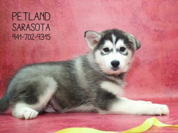 Huskimo — adopted from Dreamtails