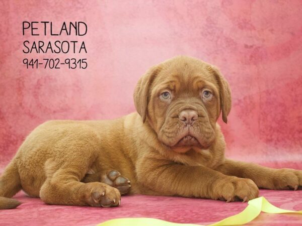 Dogue De Bordeaux — adopted from Dreamtails