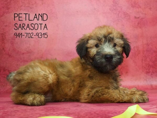 Soft Coated Wheaten Terrier — adopted from Dreamtails