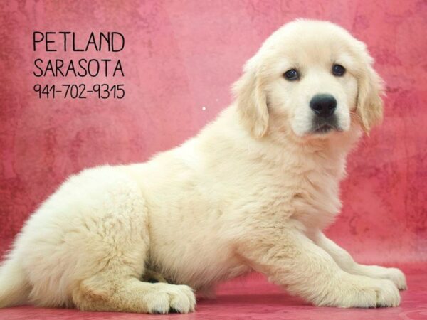 Golden Retriever — adopted from Dreamtails
