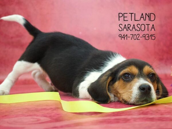 Beagle-DOG-Male-TRI-23762-Dream Tails Sarasota, Florida