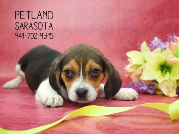 Beagle — adopted from Dreamtails
