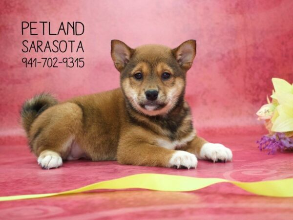 Shiba Inu — adopted from Dreamtails