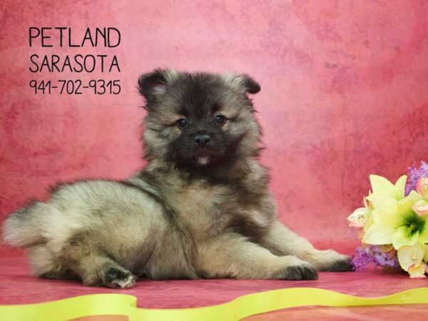 Keeshond — adopted from Dreamtails