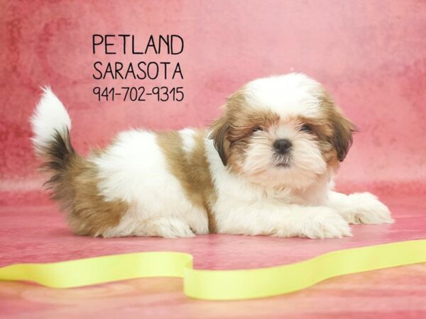 Shihtzu — adopted from Dreamtails
