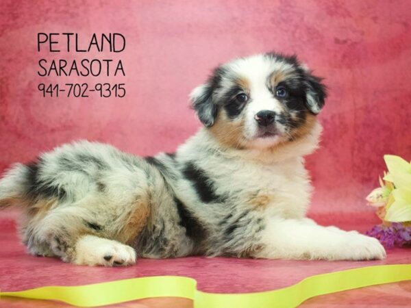 Australian Shepherd — adopted from Dreamtails