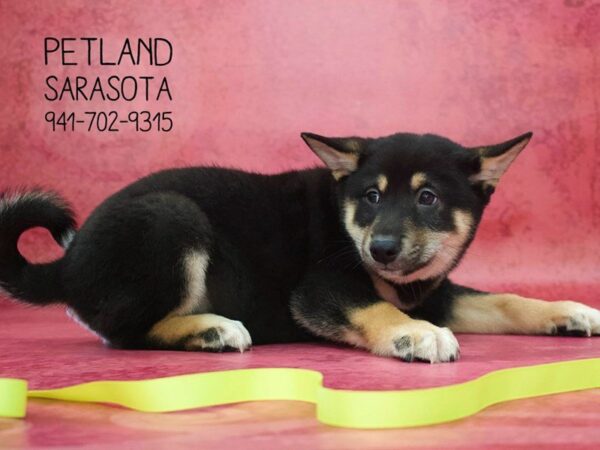 Shiba Inu — adopted from Dreamtails