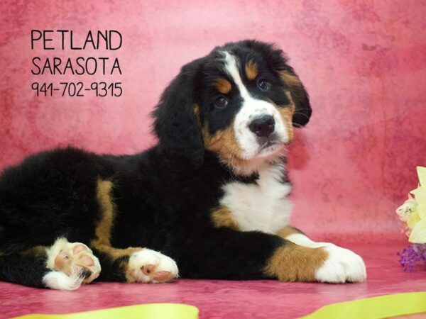 Bernese Mountain Dog — adopted from Dreamtails