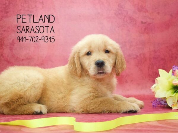 Golden Retriever – DIGBY — adopted from Dreamtails